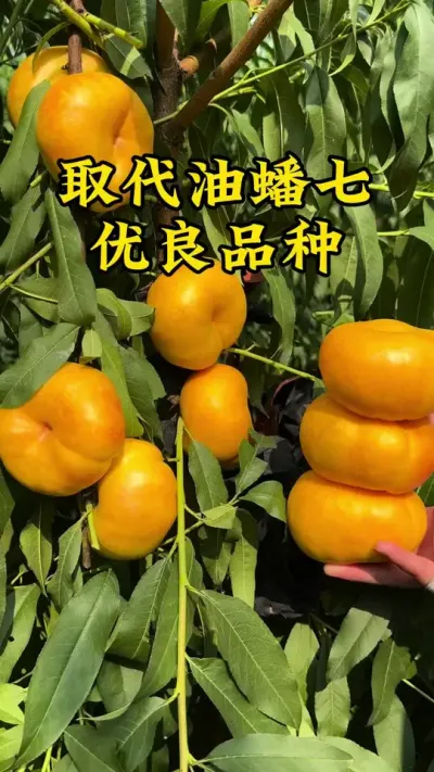 #支持三农扶持三农发展 #抖音助农 #关注我每天为你分享更多农业知识 #分享农业知识帮农民增产增收 #农业技术推广 @抖音小助手 @抖音热点 @抖音创作者中心