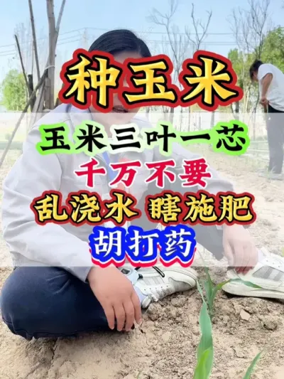 玉米三叶一芯千万不要乱浇水、瞎施肥、胡打药 #玉米  #玉米管理  #玉米种植   #玉米高产 #种玉米