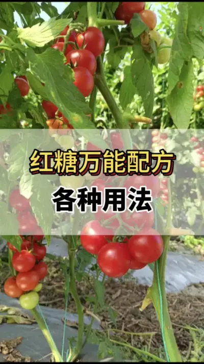 番茄种植红糖万能配方各种用法你知道么#分享农业知识帮农民增产增收 #番茄种植方法及管理技术 #红糖妙用#西红柿的种植技术 #番茄种植技术
