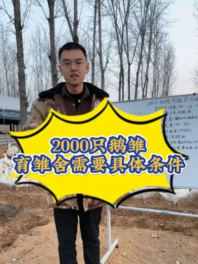 鹅苗降价，很多养鹅朋友想养鹅，盖一个2000只的鹅育雏舍，需要什么样的基础条件？我给您列好讲清楚！#养鹅技术分享 #养鹅 #养鹅技术找晓雨 #养鹅人