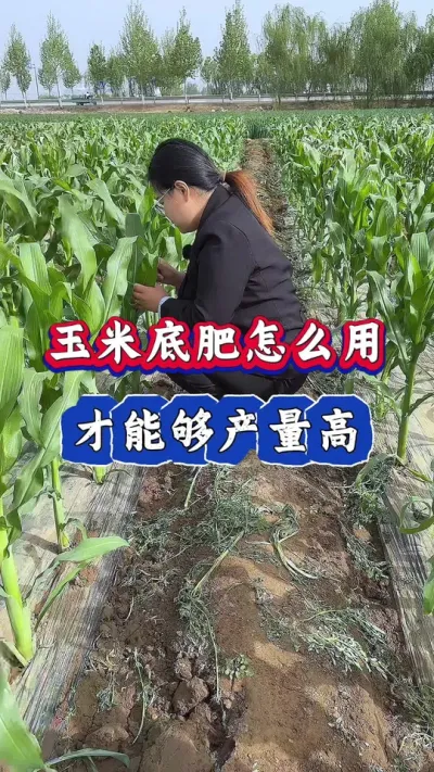 玉米底肥怎么用，才能产量高#玉米#农业种植 #玉米种植 #玉米高产管理 #三农