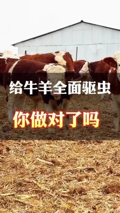 给牛做驱虫，你做对了吗#养殖户 #肉牛养殖 #全国养牛人 #科学喂养 #西门塔尔
