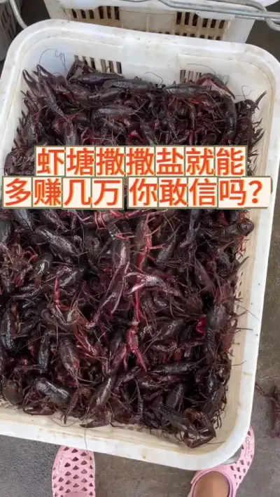 虾塘撒撒盐就能多赚好几万，你敢信吗？ #三农 #农业 #渔德盛 #小龙虾 #2025新农人计划