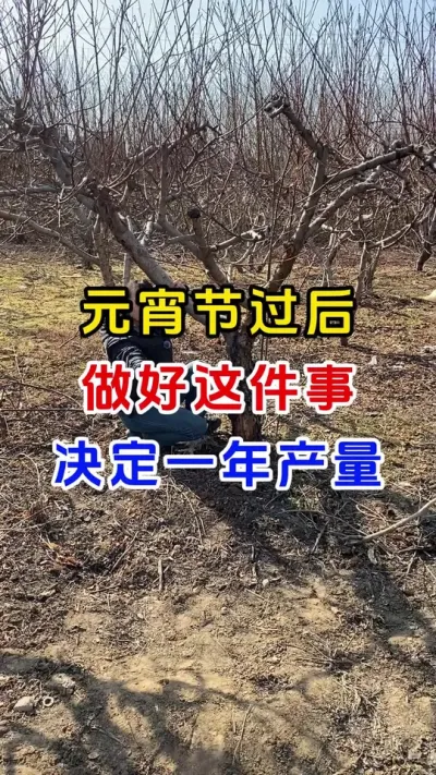 元宵节过后果树第一遍药怎么打#果树种植#果园管理#果树病虫害防治#果园管理#分享农业知识帮农民增产增收