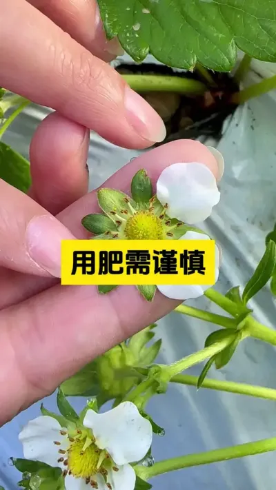 草莓根系浅，对肥料不耐受，施肥需谨慎！#启明大师姐 #草莓种植管理技术和方法 #农业技术推广 #科学种植 #病虫害防治