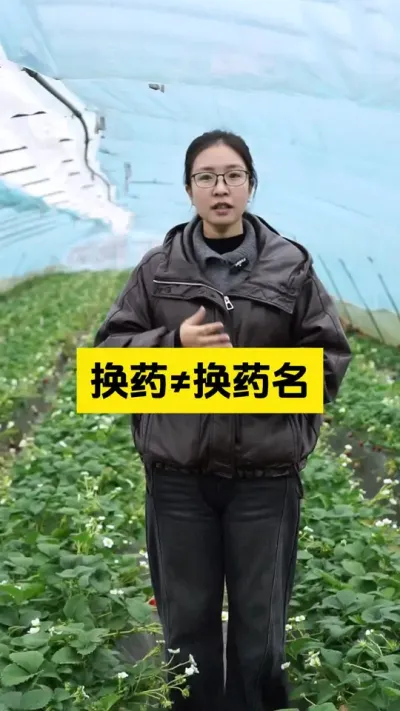 初春时节，小心虫害反复！#启明大师姐 #草莓种植 #草莓种植管理技术和方法 #农业技术推广 #农业种植