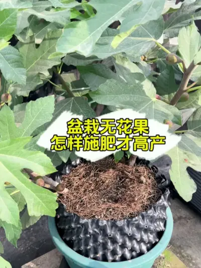 盆栽无花果淋自己发酵的鱼蛋白水肥，果子长得多，枝条又粗壮。 #楼顶菜园 #我的小菜园 #盆栽无花果 #无花果种植