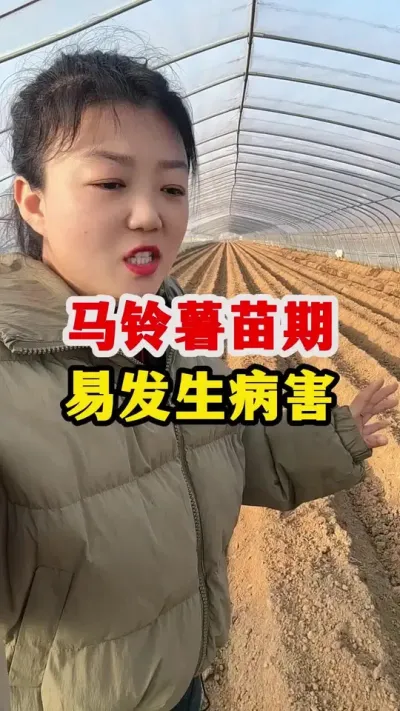 土豆苗期管理的病害有哪些呢#土豆高产种植 #土豆 @抖音小助手