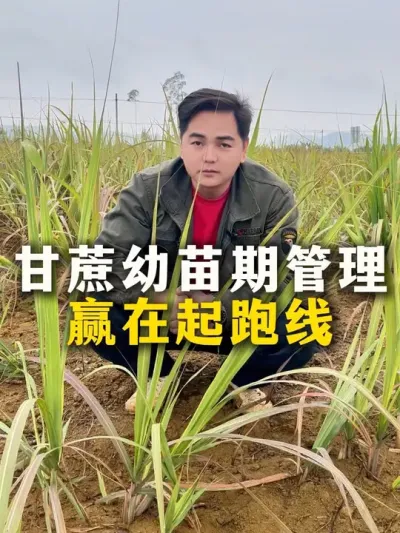 甘蔗幼苗期管理
赢在起跑线#种植小技巧 #甘蔗种植 #农业种植 #甘蔗#肥料