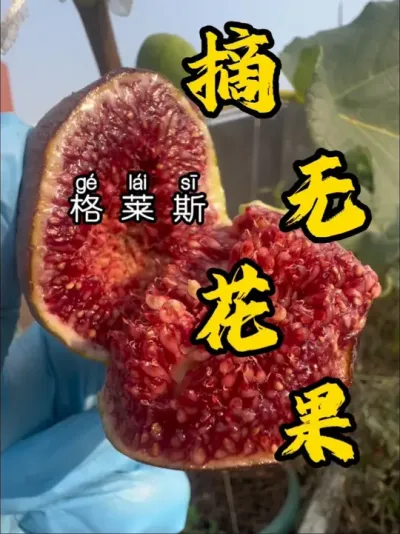 口感很好，微微有些酸调的格莱斯，又成熟了！期待它今年新的果子。#盆栽果树 #记录我的种植生活 #盆栽无花果#格莱斯无花果