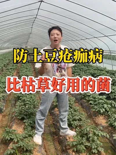 防治土豆疮痂病比枯草更好用的菌#土豆疮痂病 #土豆种植 @抖音小助手