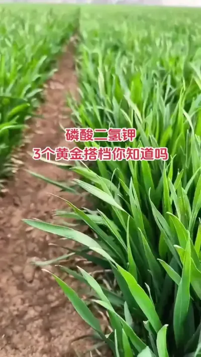 磷酸二氢钾合理搭配才能效果翻倍#抖音助农 #小麦 #三农 #农业人 #农业种植技术