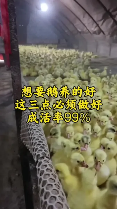 #养鹅技术分享 #养鹅人 #禽病技术指导 #肉鹅 #鹅