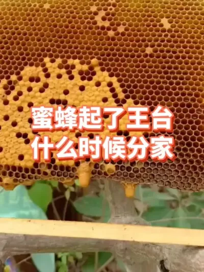 蜜蜂起了王台，多久会分家#蜜蜂养殖 #三农 #王台 #蜂王