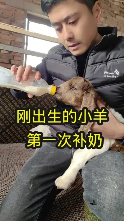 刚出生的小羊，第一次喂奶#养羊 #养羊技术分享 #农村养羊 #养羊人 #羔羊奶粉
