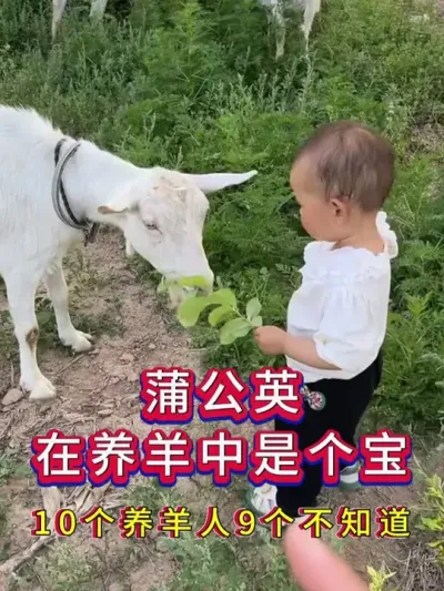 蒲公英在养羊中是个宝10个养羊人9个不知道 #养羊 #养羊人 #新手养羊