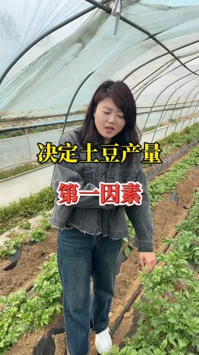 种土豆决定产量的第一个因素是什么呢#种植小技巧 #土豆高产种植