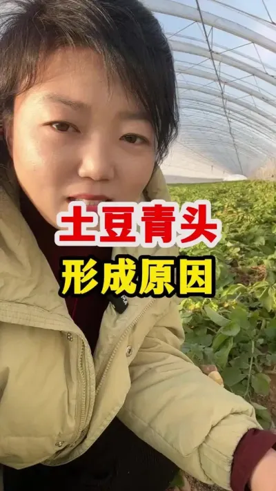 土豆青头卖不上价，防治措施要做好@抖音小助手 #土豆高产种植 #土豆