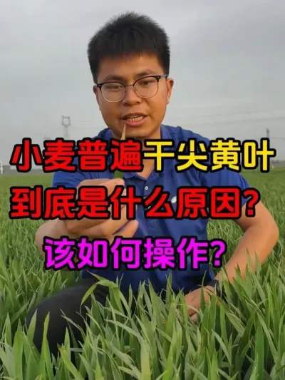 小麦叶片干尖黄叶现象普遍发生 到底是什么样的原因？我们该如何判断？#小麦干尖黄叶 #小麦种植管理技术 #小麦细菌性叶枯病