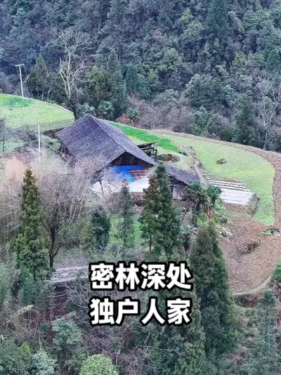 密林深处的独户人家，两位80岁老人独居山中，种菜养鸡与世无争 #乡村田园生活 #乡间田野 #大山里的味道 #山野自然