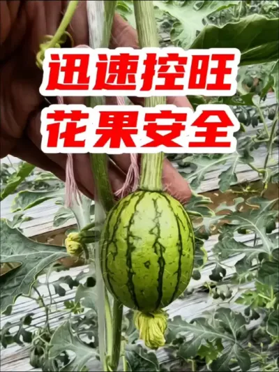 迅速控旺，矮化植株，对花果安全，开花多结果多，增产增收的曹氏天正(妙控)，也是我们一直在用的，真的不错，分享给大家 #西瓜种植 #控旺 #农业种植 #种植小技巧 #自用好物分享