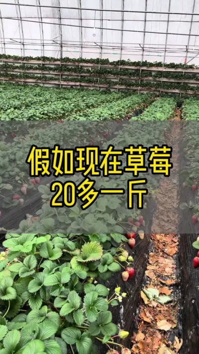 假如现在草莓20多一斤#新农人计划2024 #抖音助农 #草莓种植 #dou来一起种草莓