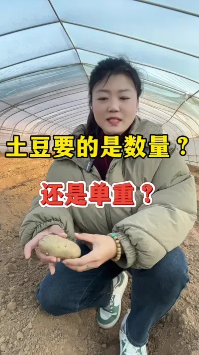 土豆的高产是土豆数量多吗#土豆高产种植 #土豆 @抖音小助手