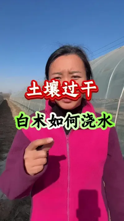 药材种植 白术如何浇水 #药材种植 #药材管理