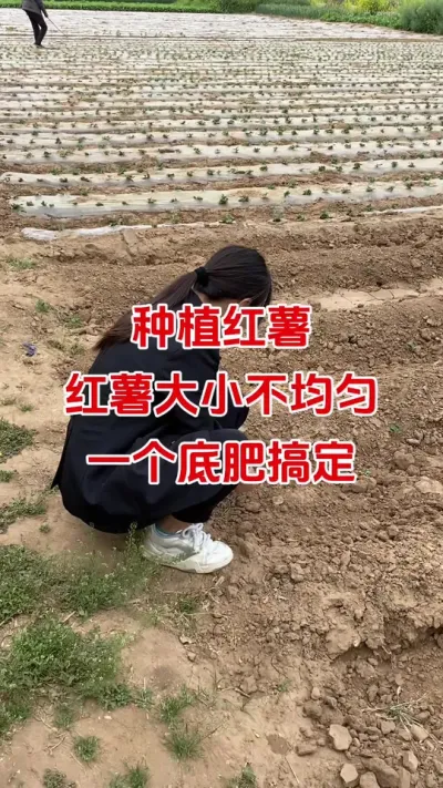 种植红薯大小不均匀，一个底肥搞定#红薯种植#红薯底肥#红薯管理#红薯高产