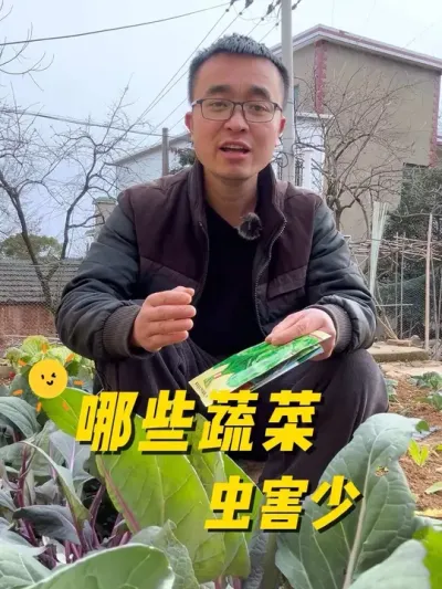 哪些蔬菜病虫害少？哪些蔬菜不招虫？#我的小菜园 #关注我一起学种菜 #种植小技巧 #我爱种菜 #学种菜