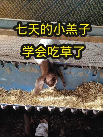 这种拉稀，不是毛病#农村养羊 #养羊技术分享 #养羊人 #羔羊拉稀