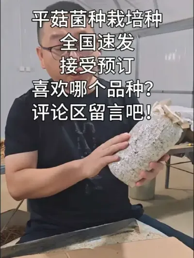 反季节平菇基地，菌种预订 点对点冷藏发货！提供技术支持！#平菇种植 #平菇菌种#平菇基地
