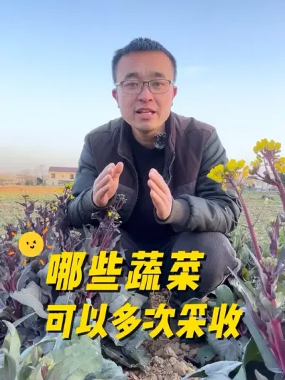 哪些蔬菜可以多次采收？#我的小菜园 #关注我一起学种菜 #我爱种菜 #种植小技巧 #学种菜