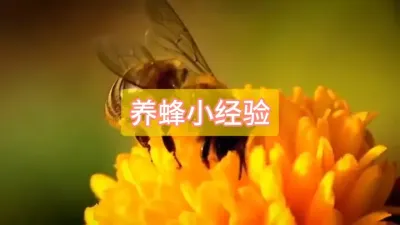 掌握养蜂小经验，轻松养好蜜蜂 #三农 #蜜蜂养殖 #养蜂技术分享
