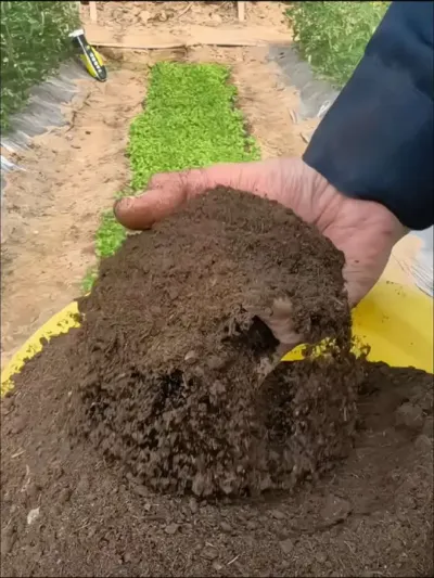 看我#种菜 撒上#发酵纯羊粪 #羊粪有机肥 长势多好#有机肥 #种植小技巧