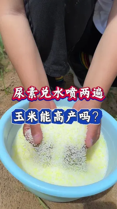 尿素兑水喷2遍，玉米能高产吗？#玉米#玉米高产#玉米种植#三农#农业种植