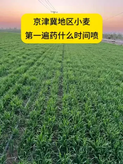 京津冀地区小麦，第一遍药什么时间喷？ #田间地头 #农民种地不容易 #小麦