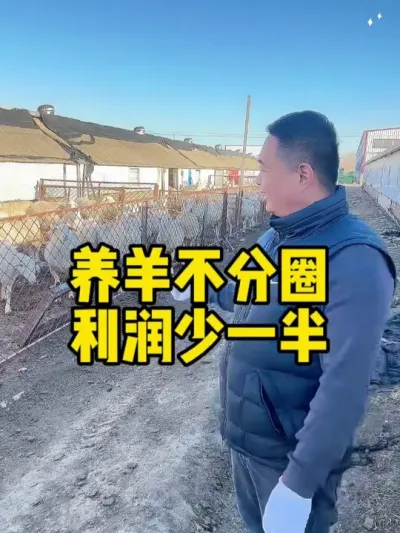 养羊不分圈 利润少一边 #农村养牛羊  #记录农村养牛人的日常生活   #养羊致富秘诀