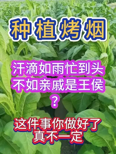 种烤烟想要产量和等级都高，就这样做 #烤烟 #烤烟种植技术与管理 #烤烟种植 #烟草种植 #农业种植