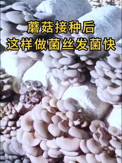 不要小看这个小工具，没他帮忙还真不行，菌丝发菌快还得谢谢它。#平菇种植 #打孔器 #菌种打孔器