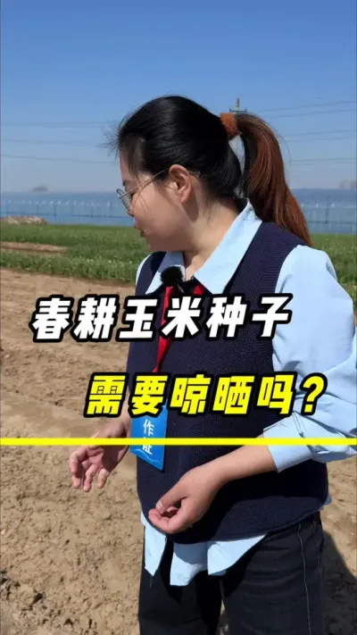 春耕玉米种子，需要晒种吗？#玉米#玉米种子#玉米晒种#玉米种植 #三农