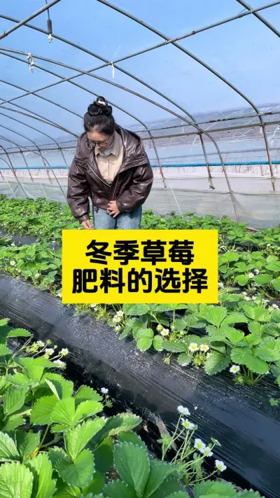 冬季草莓如何用肥，用哪些肥？#启明大师姐 #草莓种植管理技术和方法 #农业技术推广 #农业种植 #病虫害防治