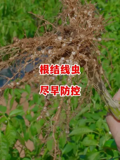 根结线虫发生后就难救了，要尽早预防#辣椒种植 #辣椒 #小米辣 #线椒 #来抖音学农技