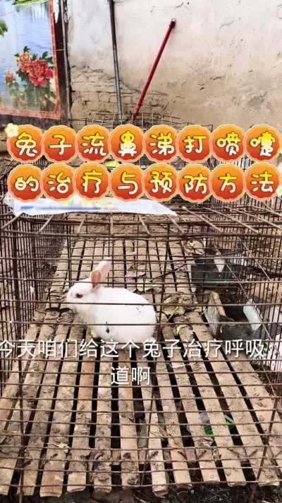 #养兔三分靠管理七分靠技术 #养兔子注意事项 #兔子打喷嚏#科学养兔 #养兔技术经验分享