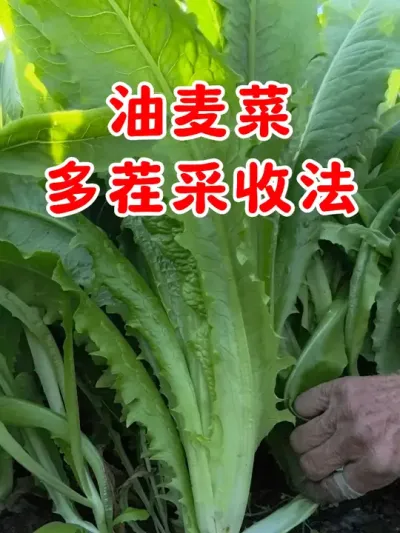 油麦菜掰叶子吃，可以多茬采收 #油麦菜  #种植小技巧 #我的小菜园 #关注我一起学种菜 #在家种菜
