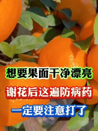 想要果面干净漂亮，谢花后这遍药一定要注意了#果树 #果树种植 #果树管理 #果园管理