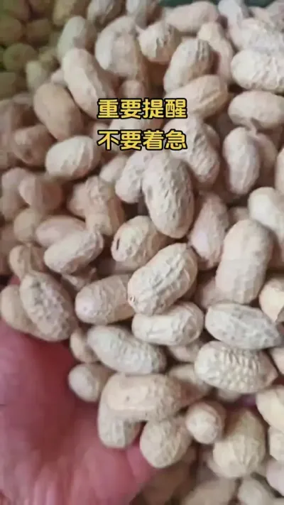 不要着急剥壳#花生 #每天跟我涨知识 #种业人 #抖音助农 #三农