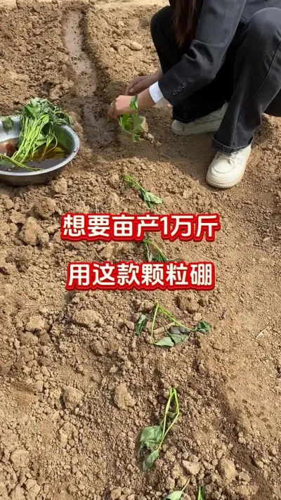 红薯亩产过万斤的方法#红薯种植#红薯底肥#红薯管理#红薯高产#红薯大丰收