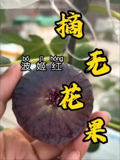 这个季节的波姬米挺好吃的，不淡，甜度够的，不下雨的季节果然都很友好，看来我可以爱一下它。#记录我的种植生活 #盆栽果树 #盆栽无花果#波姬红无花果