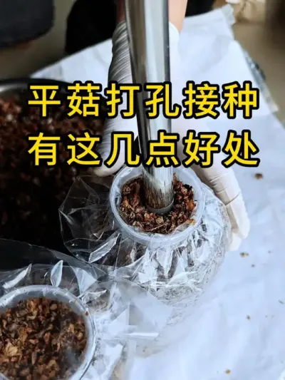 平菇种植，这样接种发菌速度快，需要接种的老板可以试试这个神器#平菇种植 #打孔器 #菌种打孔器
